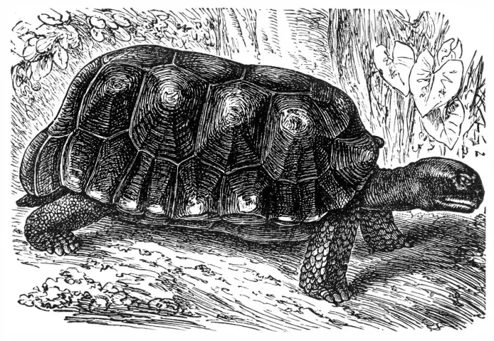Framed Print : The yellow-footed tortoise (Chelonoidis denticulata)