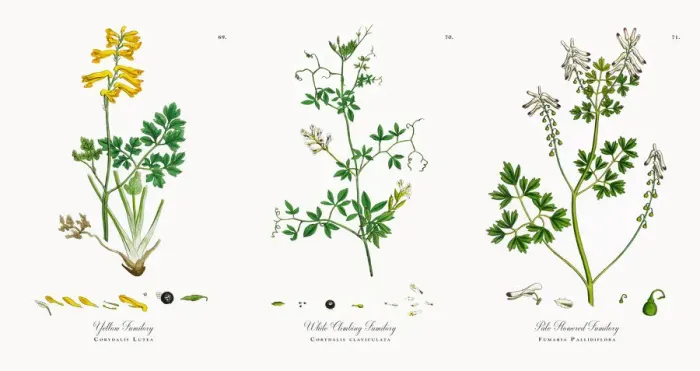 Framed Print : Yellow Fumitory, Corydalis Lutea, Victorian Botanical Illustration, 1863 Framed Print : Yellow Fumitory, Corydalis Lutea, Victorian Botanical Illustration, 1863