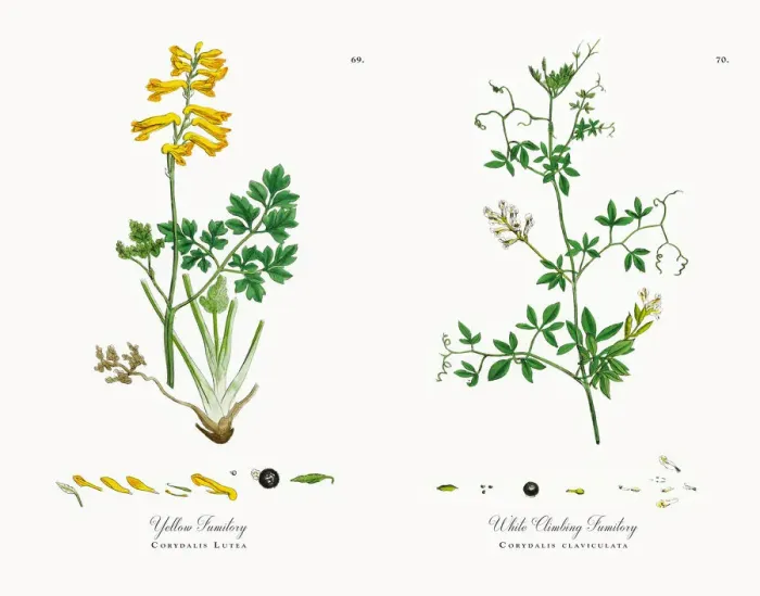 Framed Print : Yellow Fumitory, Corydalis Lutea, Victorian Botanical Illustration, 1863 Framed Print : Yellow Fumitory, Corydalis Lutea, Victorian Botanical Illustration, 1863