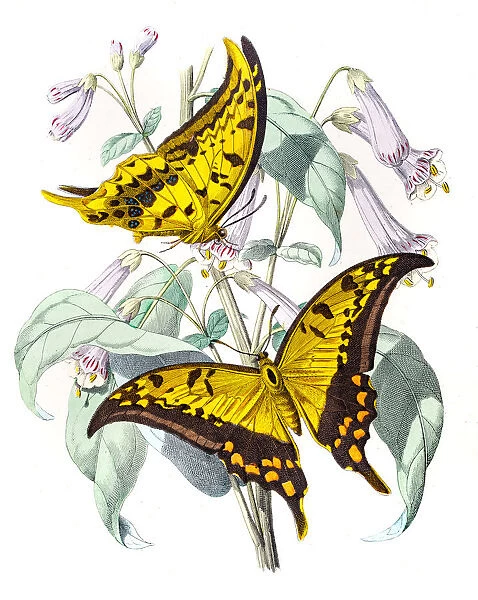 Yellow Gorgon butterfly engraving 1853