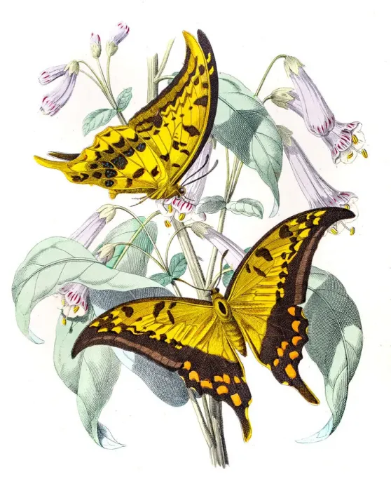 Framed Print : Yellow Gorgon butterfly engraving 1853 Framed Print : Yellow Gorgon butterfly engraving 1853