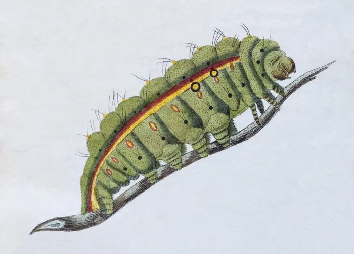 Framed Print : Yellow-green caterpillar, (Phalaena Bombyx Paphia), hand-colored copper engraving Framed Print : Yellow-green caterpillar, (Phalaena Bombyx Paphia), hand-colored copper engraving