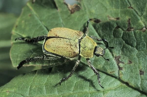 Yellow-green eucinetid beetle (Hoplia farinosa)