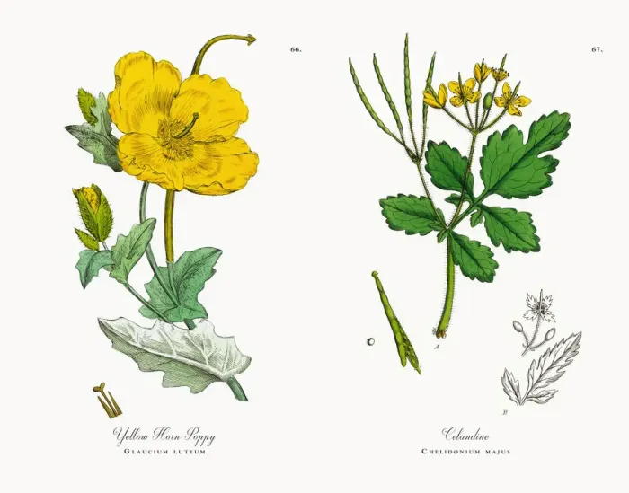 Framed Print : Yellow Horn Poppy, Glaucium luteum, Victorian Botanical Illustration, 1863 Framed Print : Yellow Horn Poppy, Glaucium luteum, Victorian Botanical Illustration, 1863