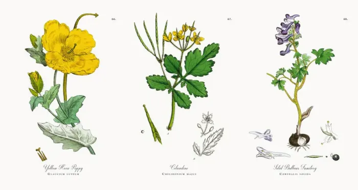 Framed Print : Yellow Horn Poppy, Glaucium luteum, Victorian Botanical Illustration, 1863 Framed Print : Yellow Horn Poppy, Glaucium luteum, Victorian Botanical Illustration, 1863