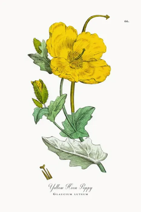 Framed Print : Yellow Horn Poppy, Glaucium luteum, Victorian Botanical Illustration, 1863