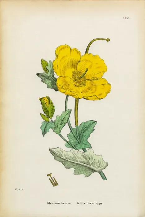 Framed Print : Yellow Horn Poppy, Glaucium luteum, Victorian Botanical Illustration, 1863 Framed Print : Yellow Horn Poppy, Glaucium luteum, Victorian Botanical Illustration, 1863