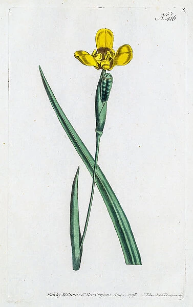 Yellow Iris flower