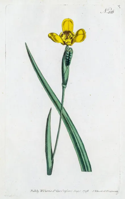 Framed Print : Yellow Iris flower Framed Print : Yellow Iris flower