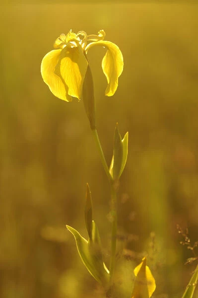 Yellow Iris or Yellow Flag (Iris pseudacorus) with backlighting