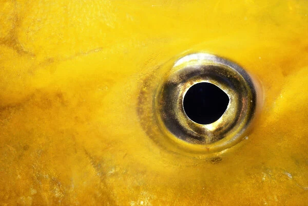 Yellow jackfish (Caranx bartholomaei), close-up of eye