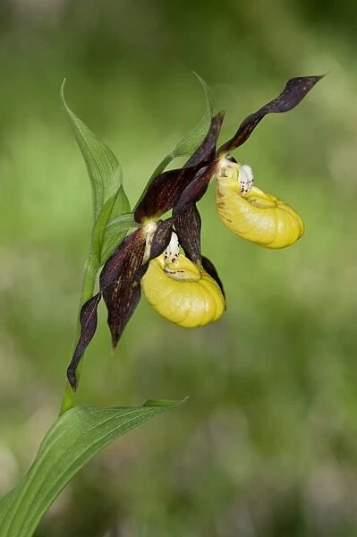 Yellow Ladys Slipper or Ladys Slipper Orchid -Cypripedium calceolus-, Canton of Schwyz, Switzerland