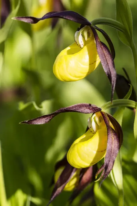 Framed Print : Yellow Ladys Slipper Orchid -Cypripedium calceolus-, Meissner Natural Park, Hesse, Germany Framed Print : Yellow Ladys Slipper Orchid -Cypripedium calceolus-, Meissner Natural Park, Hesse, Germany