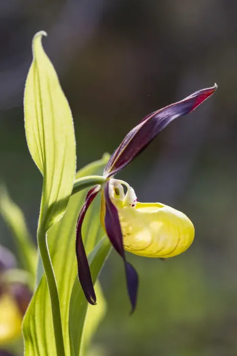Framed Print : Yellow Ladys Slipper Orchid -Cypripedium calceolus-, Meissner Natural Park, Hesse, Germany Framed Print : Yellow Ladys Slipper Orchid -Cypripedium calceolus-, Meissner Natural Park, Hesse, Germany
