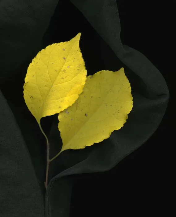 Framed Print : Yellow Leaves Framed Print : Yellow Leaves