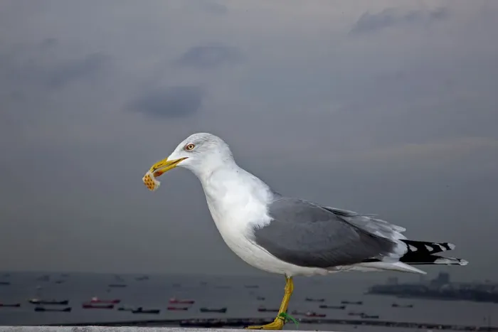 Framed Print : Yellow-legged Gull -Larus michahellis-, Istanbul, Turkey