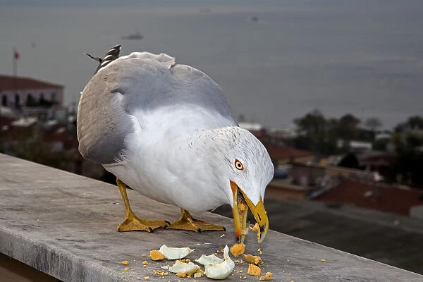 Yellow-legged Gull -Larus michahellis-, Istanbul, Turkey