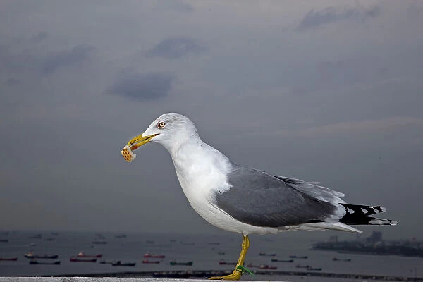 Yellow-legged Gull -Larus michahellis-, Istanbul, Turkey