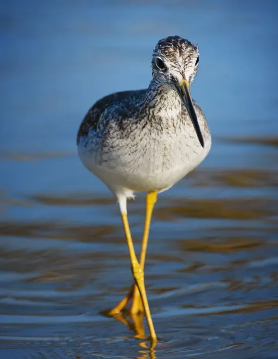 Framed Print : Yellow Legs Walking in Blue Water at Fort Myers Beach, Florida Framed Print : Yellow Legs Walking in Blue Water at Fort Myers Beach, Florida