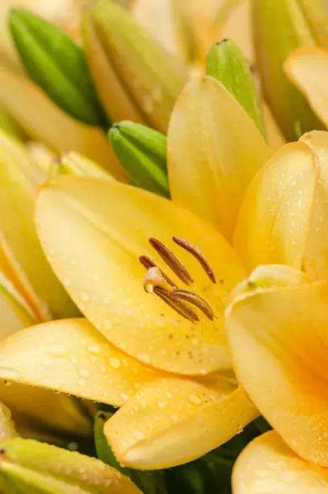 Framed Print : Yellow lilies -Lilium-, trumpet lilies, Germany, Europe Framed Print : Yellow lilies -Lilium-, trumpet lilies, Germany, Europe