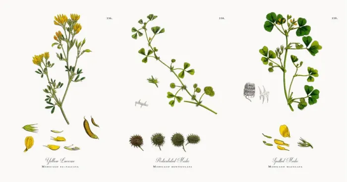 Framed Print : Yellow Lucerne, Medicago eu-falcata, Victorian Botanical Illustration, 1863 Framed Print : Yellow Lucerne, Medicago eu-falcata, Victorian Botanical Illustration, 1863