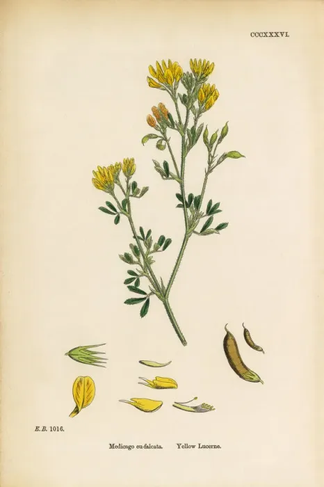 Framed Print : Yellow Lucerne, Medicago eu-falcata, Victorian Botanical Illustration, 1863 Framed Print : Yellow Lucerne, Medicago eu-falcata, Victorian Botanical Illustration, 1863