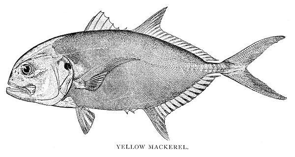 Yellow mackerel engraving 1898