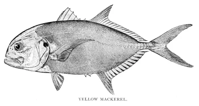 Framed Print : Yellow mackerel engraving 1898 Framed Print : Yellow mackerel engraving 1898