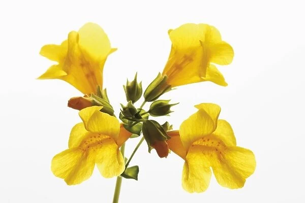 Yellow Monkey-flower (Mimulus luteus)