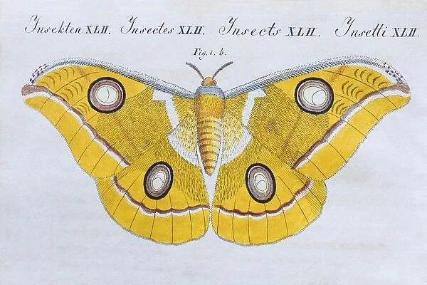Yellow moth (Phalaena Bombyx Paphia), butterfly, hand-colored copper engraving