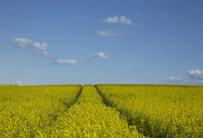 Framed Print : Yellow mustard field and blue sky Framed Print : Yellow mustard field and blue sky