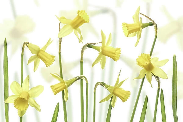 Yellow Narcissus flowers