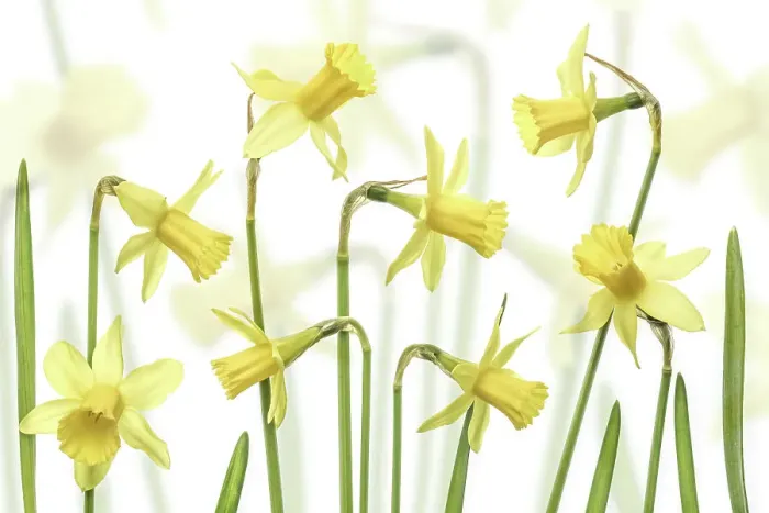 Framed Print : Yellow Narcissus flowers Framed Print : Yellow Narcissus flowers