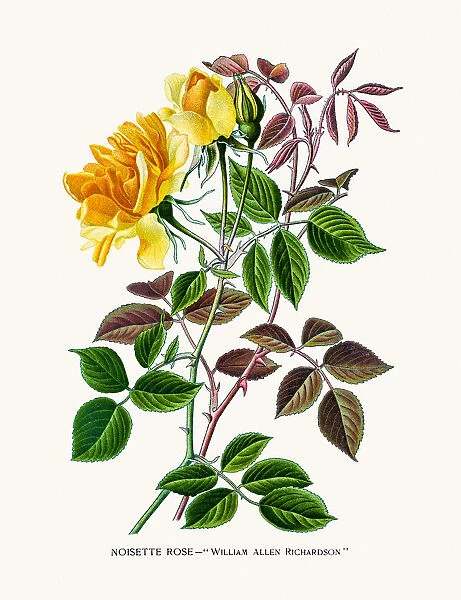 Yellow Noisette Rose