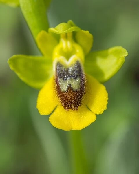 Yellow Ophrys -Ophrys amarilla-, Andalusia, Spain