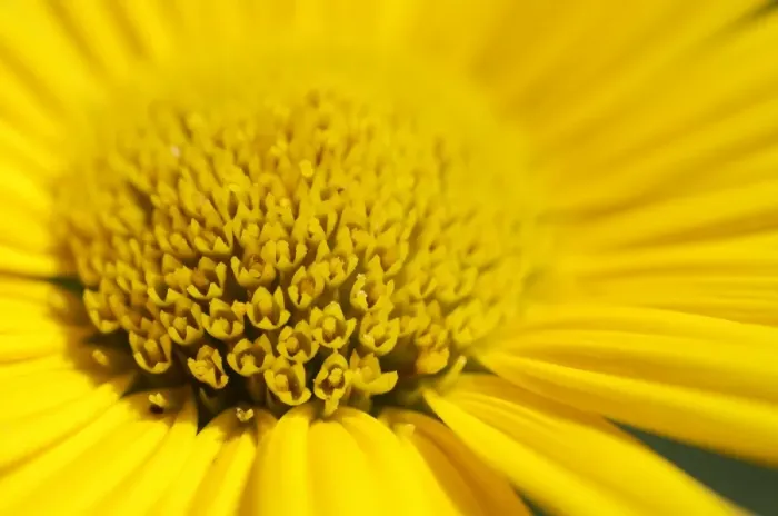 Framed Print : Yellow ox-eye daisy -Buphthalmum salicifolium-, detail view