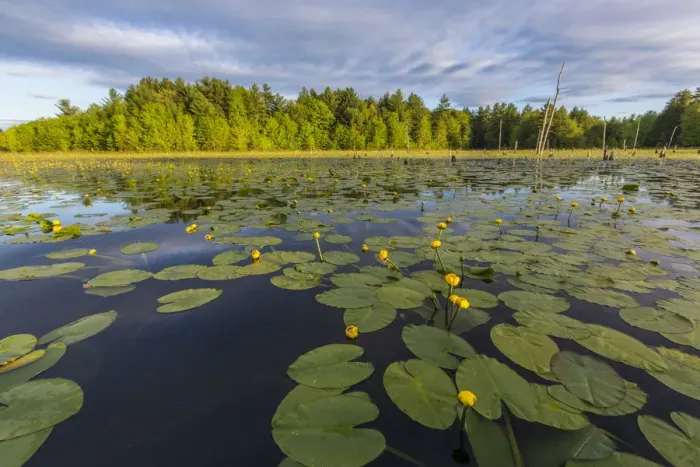 Framed Print : Yellow pond lilies (Nuphar lutea) in pond, Epping, New Hampshire, USA Framed Print : Yellow pond lilies (Nuphar lutea) in pond, Epping, New Hampshire, USA