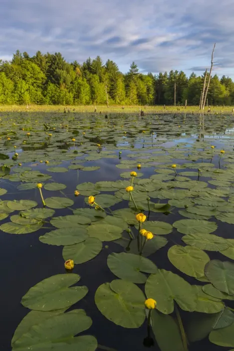 Framed Print : Yellow pond lilies (Nuphar lutea) in pond, Epping, New Hampshire, USA Framed Print : Yellow pond lilies (Nuphar lutea) in pond, Epping, New Hampshire, USA