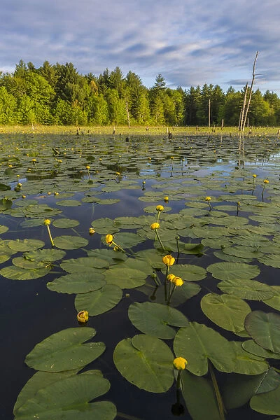 Yellow pond lilies (Nuphar lutea) in pond, Epping, New Hampshire, USA