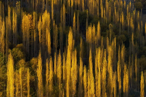 The Yellow poplar tree at Karakoram Highway in autumn season