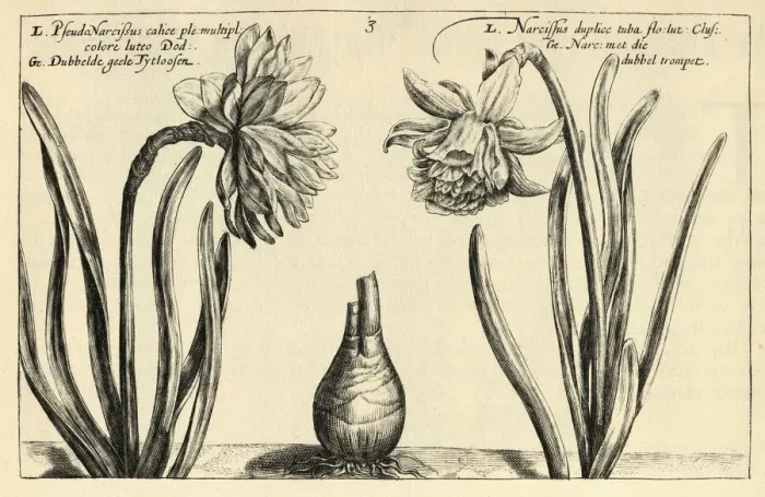 Framed Print : Yellow pseudonarcissus and Pseudonarcissus, Wild daffodil, Botanical print Framed Print : Yellow pseudonarcissus and Pseudonarcissus, Wild daffodil, Botanical print