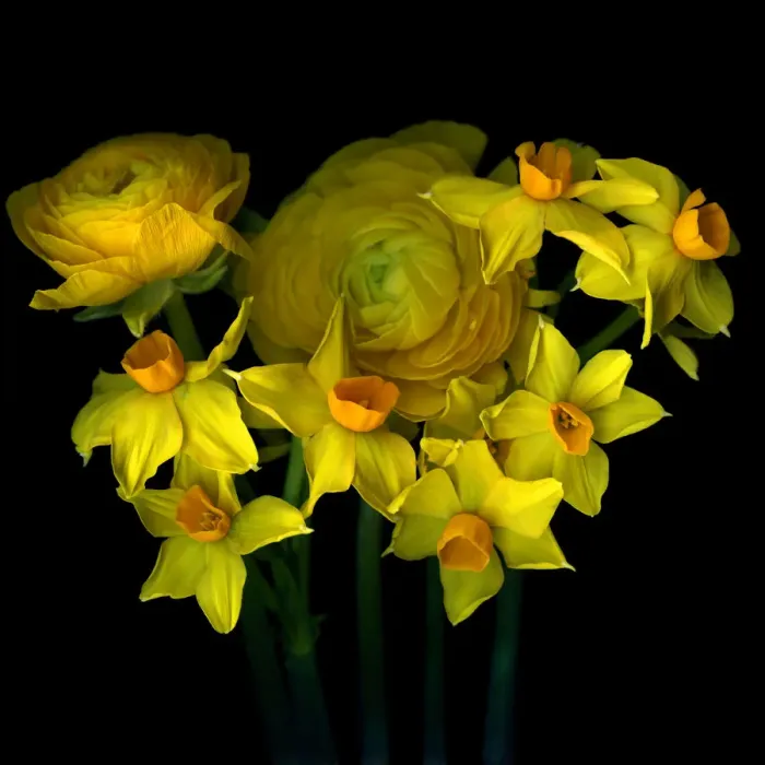 Framed Print : Yellow Ranunculus Framed Print : Yellow Ranunculus