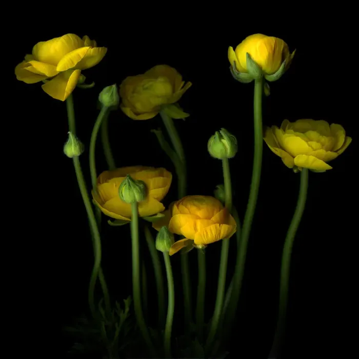 Framed Print : Yellow Ranunculus Framed Print : Yellow Ranunculus