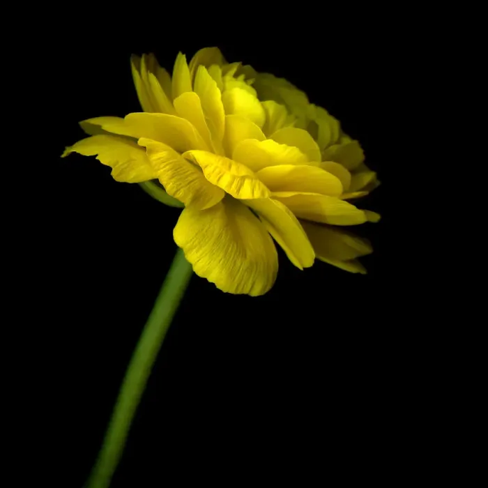 Framed Print : Yellow Ranunculus Framed Print : Yellow Ranunculus
