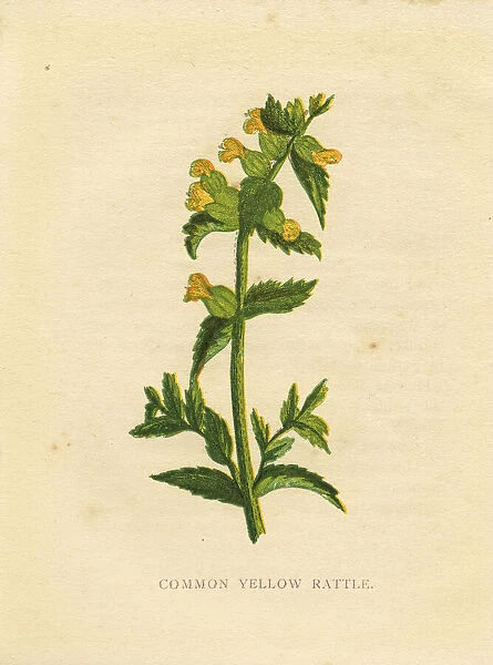 Yellow rattle wildflower Victorian botanical illustration by Anne Pratt