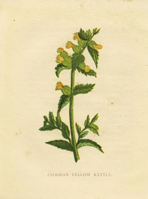 Framed Print : Yellow rattle wildflower Victorian botanical illustration by Anne Pratt Framed Print : Yellow rattle wildflower Victorian botanical illustration by Anne Pratt
