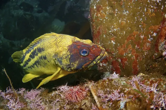 Framed Print : Yellow Rockfish or Three-stripe Rockfish -Sebastes trivittatus-, Japan Sea, Primorsky Krai, Russian Federation, Far East Framed Print : Yellow Rockfish or Three-stripe Rockfish -Sebastes trivittatus-, Japan Sea, Primorsky Krai, Russian Federation, Far East