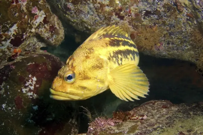 Framed Print : Yellow Rockfish or Three-stripe Rockfish -Sebastes trivittatus-, Sea of Japan, Far East, Primorsky Krai, Russian Federation, Sea of Japan, Russia Framed Print : Yellow Rockfish or Three-stripe Rockfish -Sebastes trivittatus-, Sea of Japan, Far East, Primorsky Krai, Russian Federation, Sea of Japan, Russia