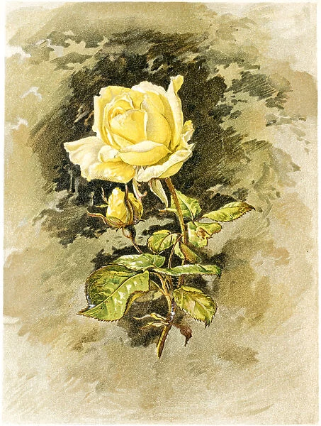 Yellow rose 19 century illustration