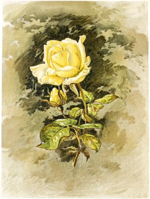 Framed Print : Yellow rose 19 century illustration Framed Print : Yellow rose 19 century illustration